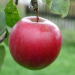 Guest Post: How to Get Discounts on Apple Products